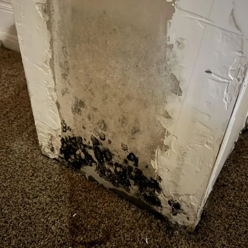 Professional Mold Removal in Loveland, OH